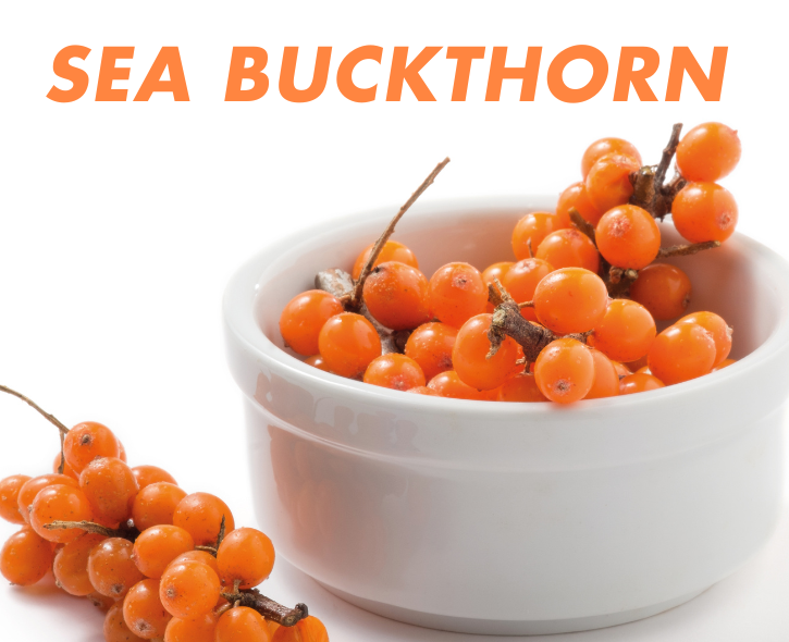 Sea buckthorn Cover Image